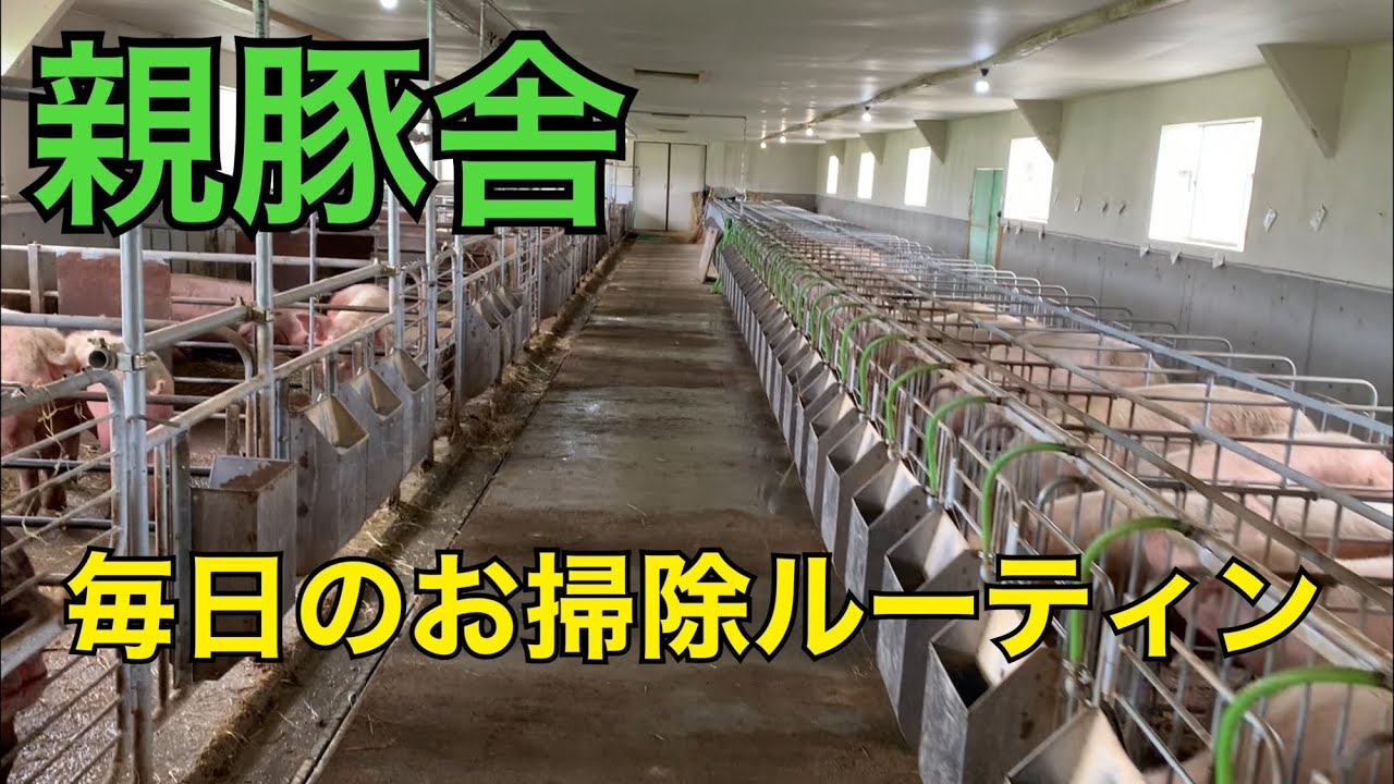 繁殖豚舎のお掃除ルーティン！