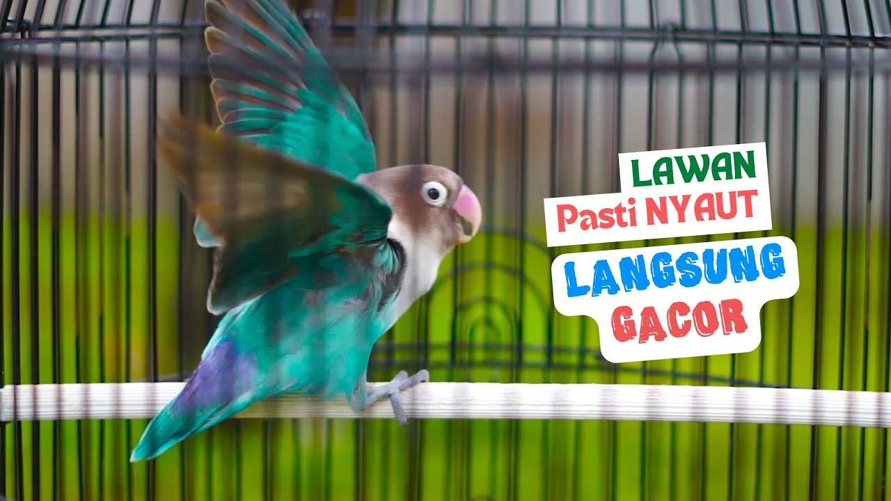 Lovebird Ngekek Panjang Gacor Paling Ampuh Buat Labet Lain Jadi Fighter Auto Ikut Ngekek Panjang