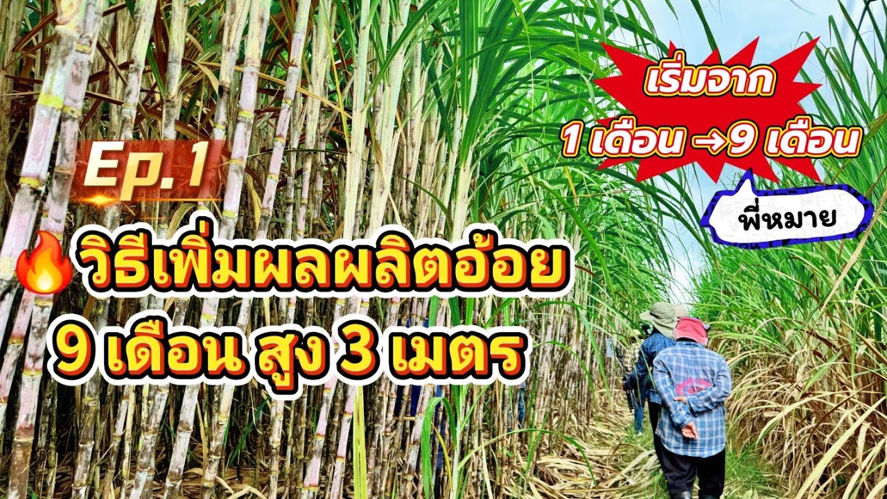 🔥วิธีเพิ่มผลผลิตอ้อยโตไว 1→9 เดือนสูง 3 เมตรทำแบบนี้! วิธีแก้เพลี้ยแป้ง Ep.1 พี่หมาย|ผู้จัดการมัน