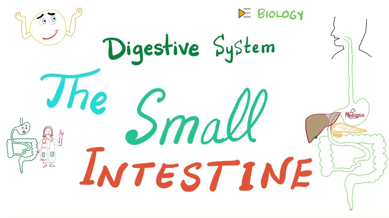 Digestion & Absorption in the Small Intestines 🤮 - Anatomy and Physiology