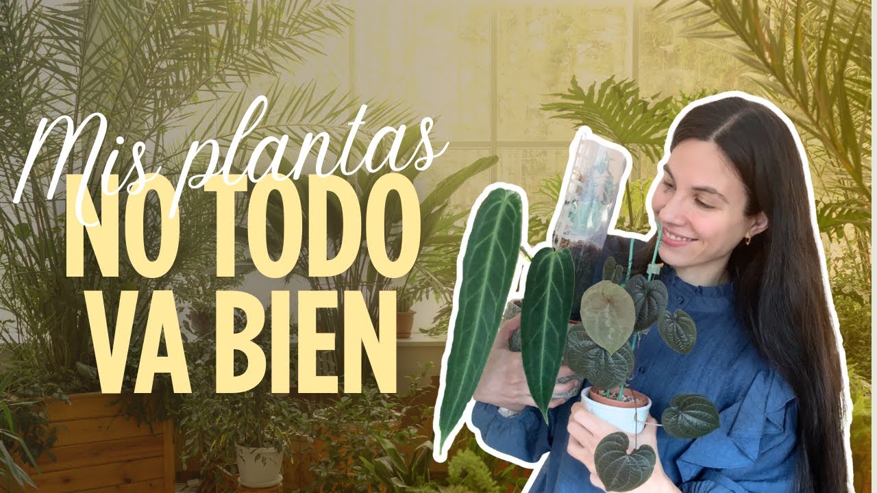 La realidad de mis plantas: no todas están bien 😅🪴