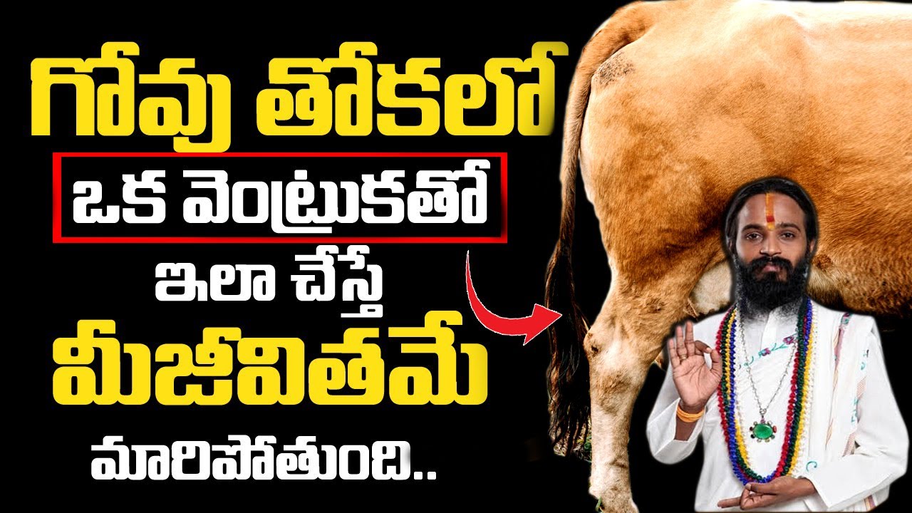 ఆవు తోకలో నుండి ఒక్క వెంట్రుకతో ఇలా చేస్తే మీ జీవితం మారడం ఖాయం || Cow Tail Hair