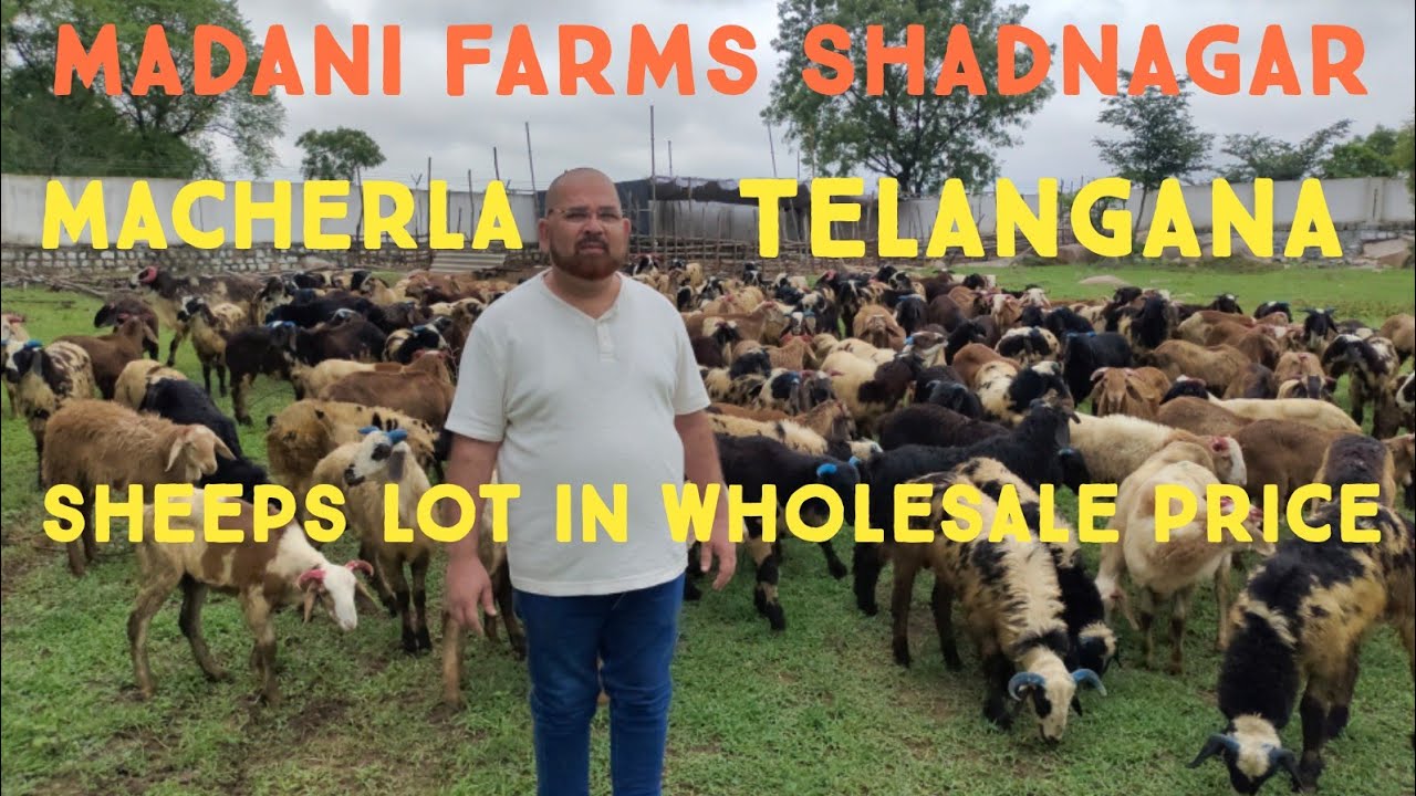 madani farm Shadnagar | macherla sheep | Telangana menda