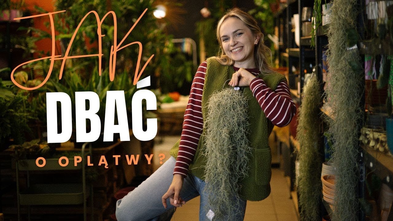 ROŚLINA BEZ DONICZKI🙌  Rady co robić aby przetrwała wszystko? ✨ jak dbać o oplątwe tillandsie