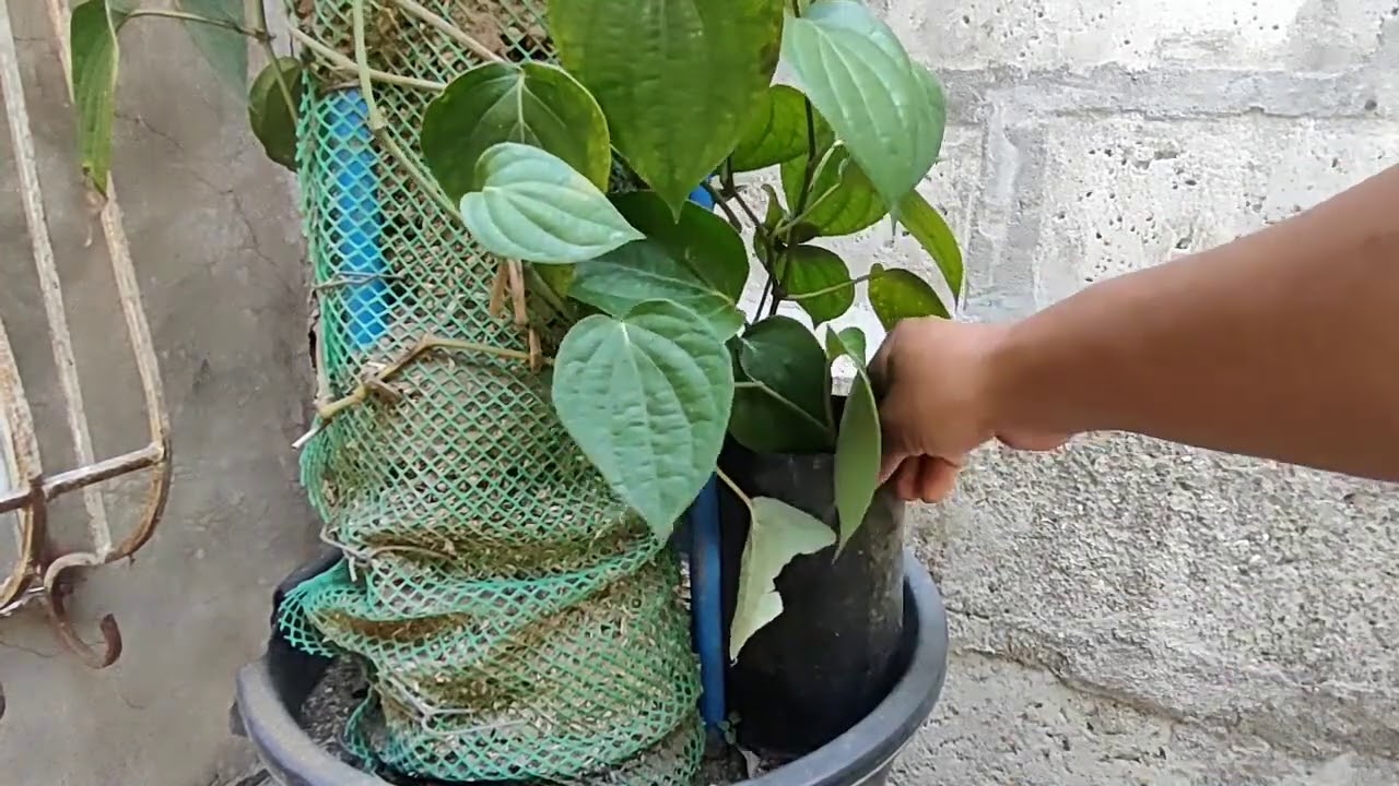 Paano Magtanim ng Paminta sa Bakuran