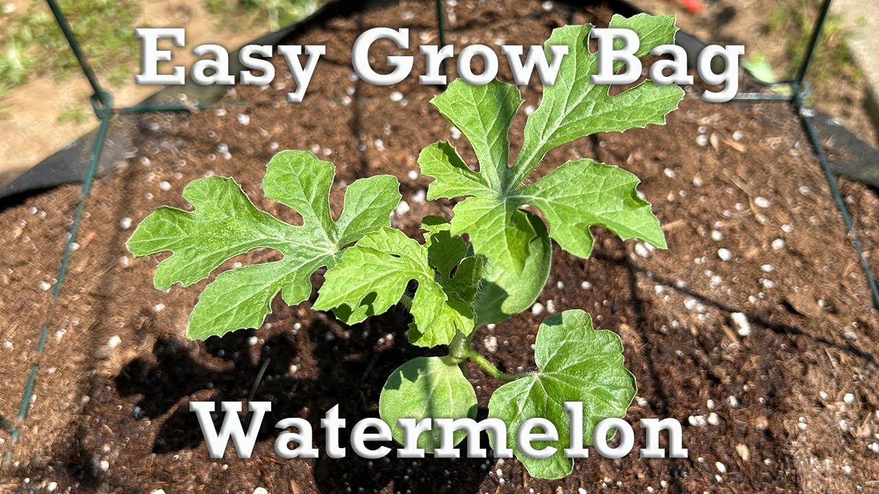 How To Transplant Watermelon | Bush Sugar Baby Watermelon In Grow Bag