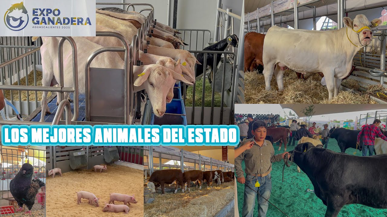 EXPO GANADERA | FERIA NACIONAL DE SAN MARCOS 2025