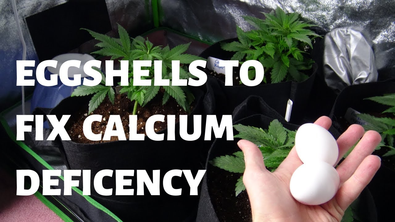 Treating a cannabis calcium deficiency with Eggshells