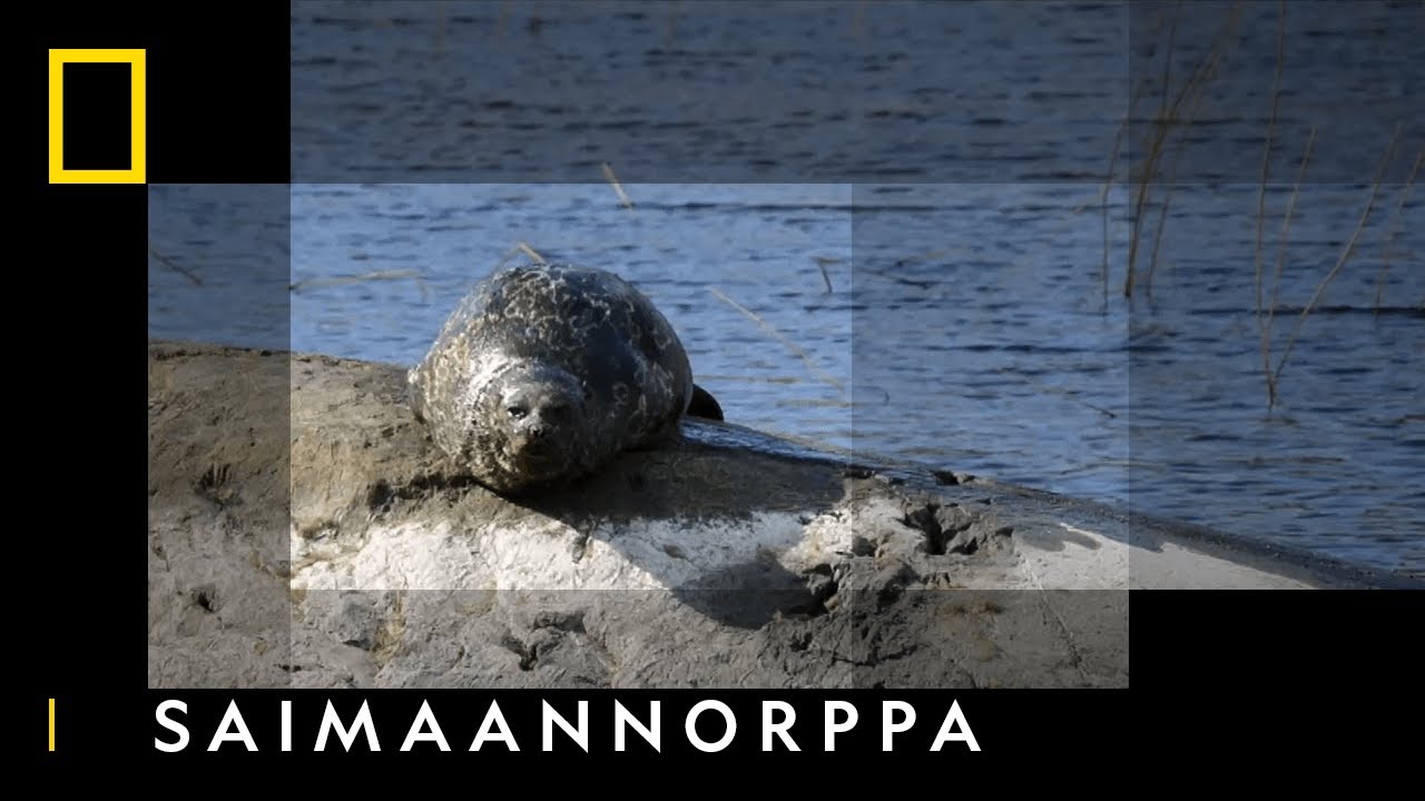 Saimaanorppa  I Eurooppa ylhäältä päin I National Geographic Suomi