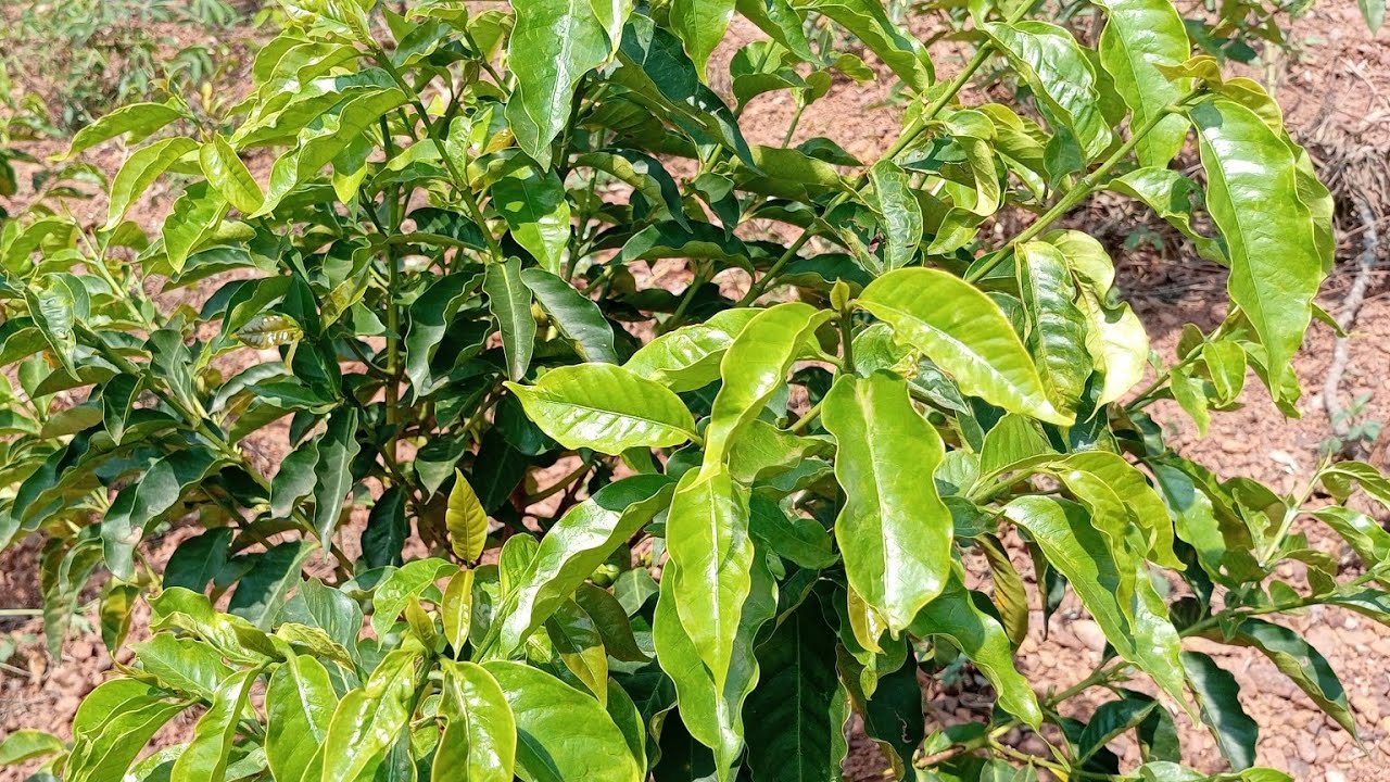 Igurire ubutaka Bunini kuri 2.5M gusa 0785355082