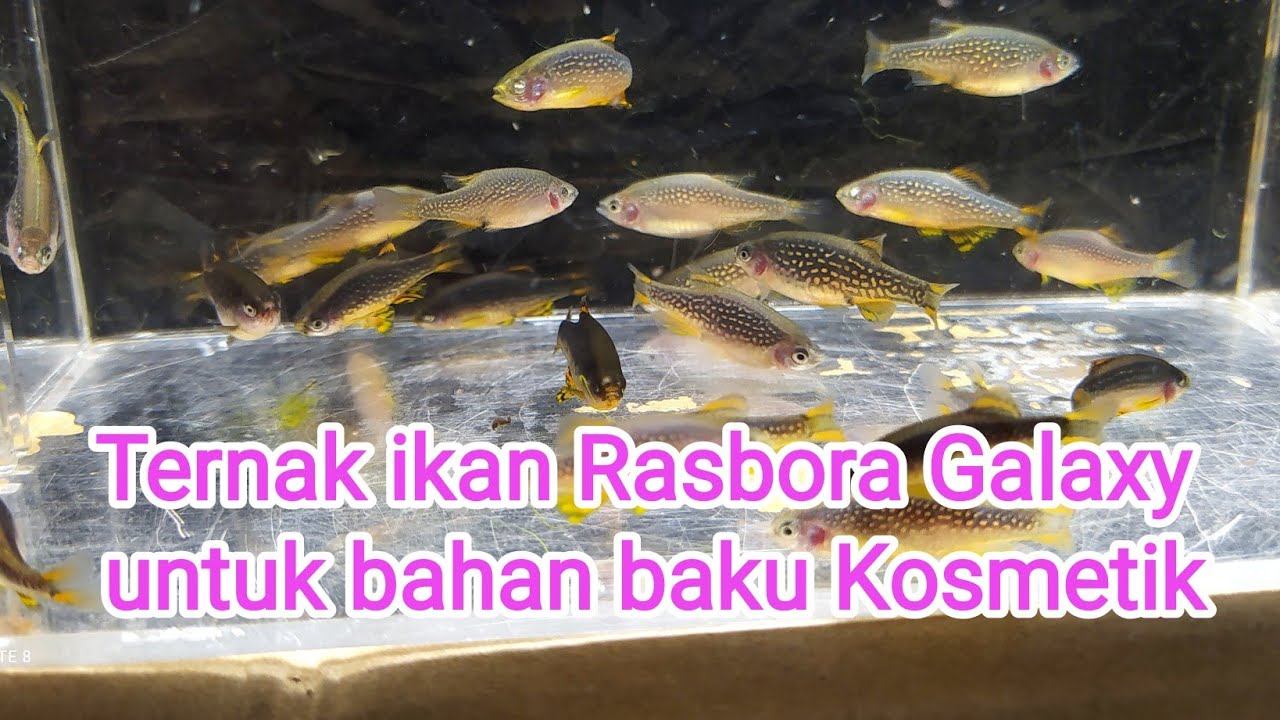 Ternak ikan Rasbora Galaxy Untuk export,bandar kekurangan barang (breeding rasbora galaxy)