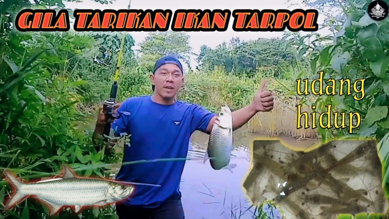 cara mancing ikan tarpon-umpan alami#ikan bulan-bulan