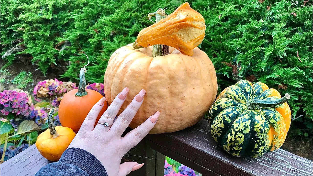 #lofi Outdoor #asmr | Pumpkin Tapping & Scratching🍂🎃