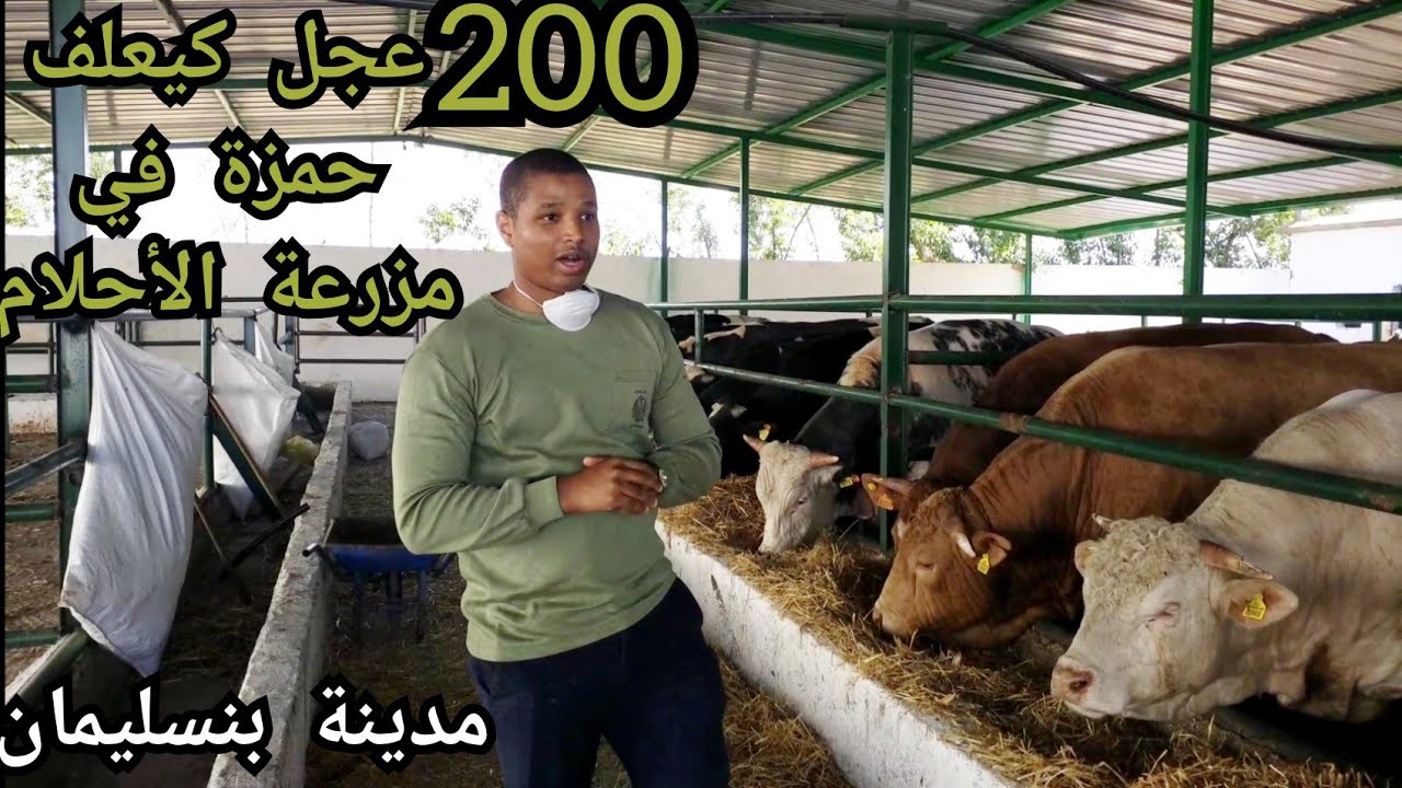 جولة عند حمزة فمزرعة الأحلام..كيعلف 200 عجول خياليين😱غيعلمكوم أسرار تسمين بإحترافية في بنسليمان