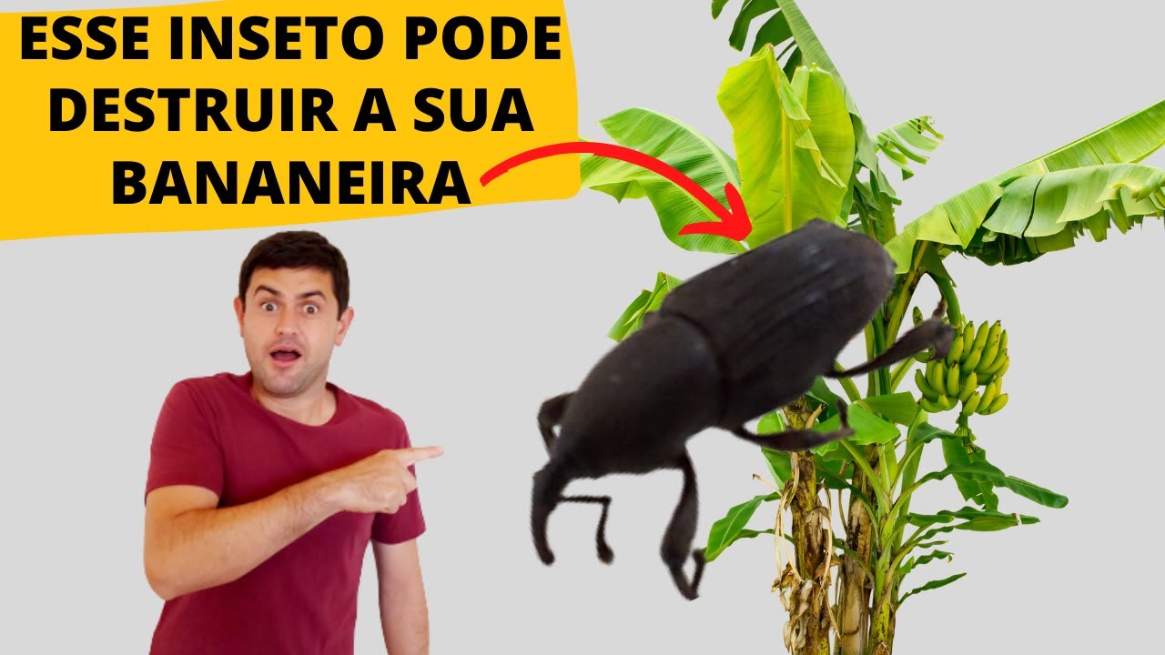 POR QUE AS MINHAS BANANEIRAS ESTÃO TOMBANDO? COMO CONTROLAR A BROCA DO RIZOMA SEM GASTAR NADA! Ep116