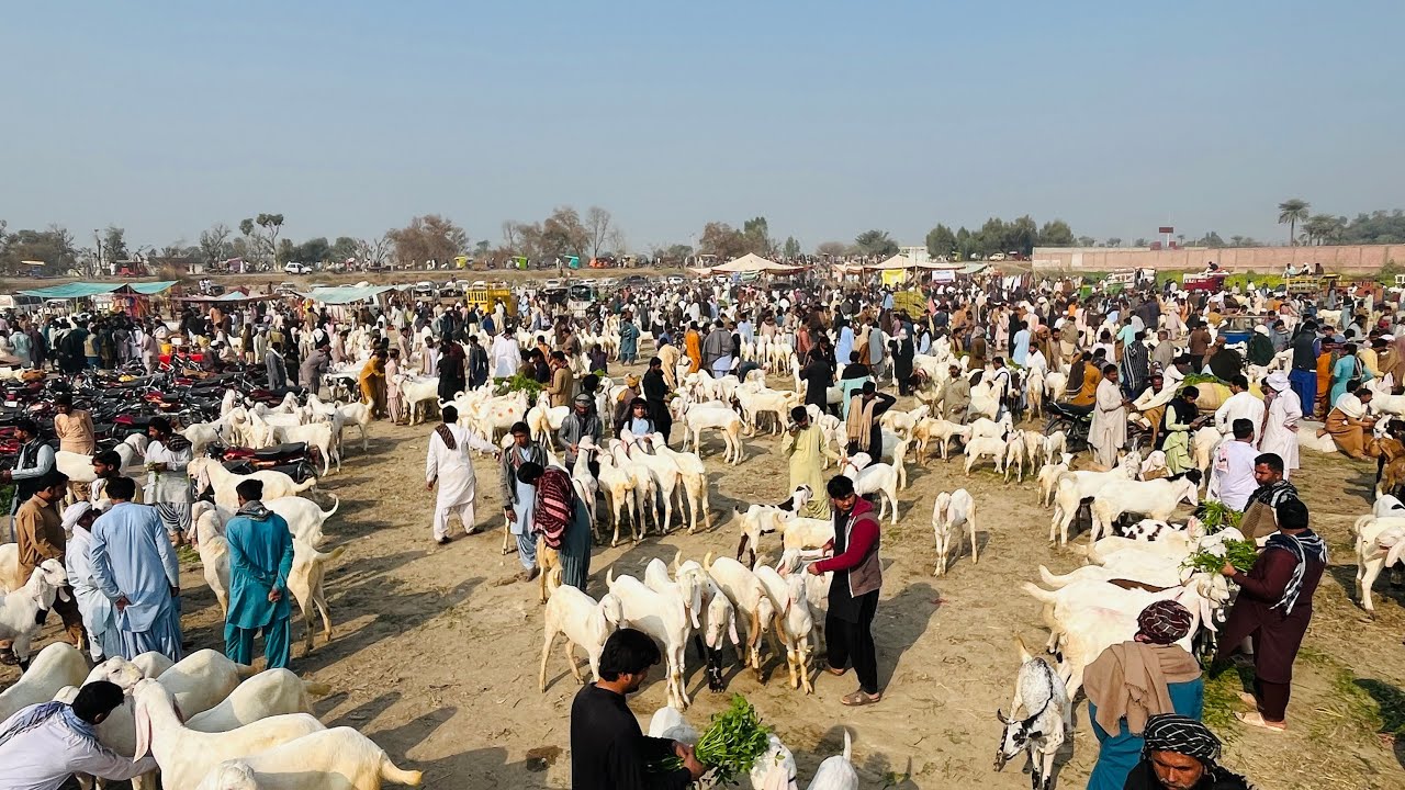 18 February 2026 Aaj hum le kar aaye hain Dera Ghazi Khan ki mashhoor Bakra Mandi ki latest update.