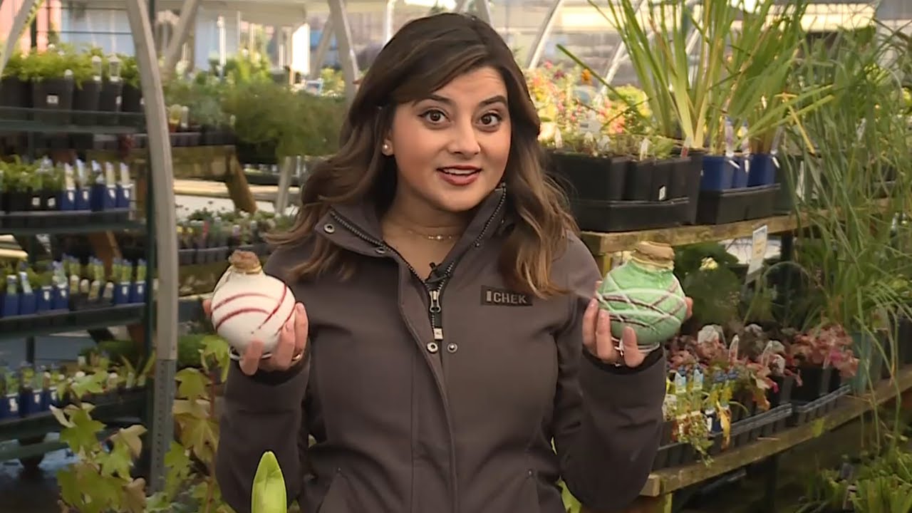 Get Up and Grow: Wax-dipped amaryllis make the perfect Christmas gift