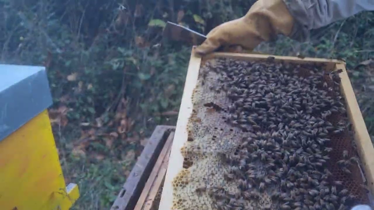 Colonie d'abeilles enfermée pendant 2 mois!