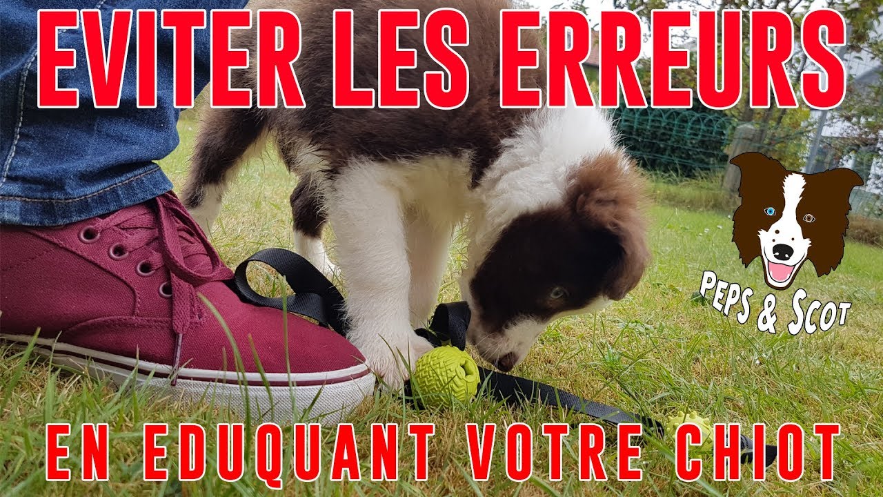 Eviter les ERREURS d'éducation avec son Chiot Vol.1