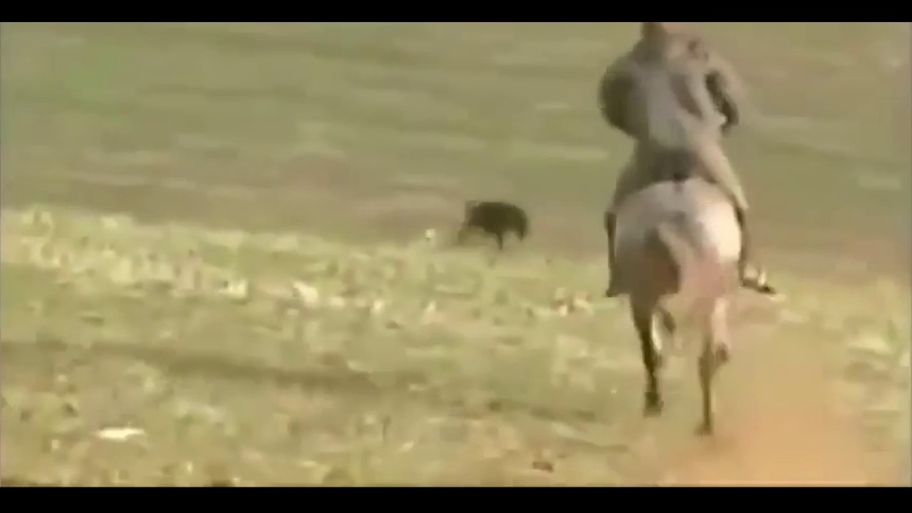 Ozzy Man Reviews: Bunny vs Dogs