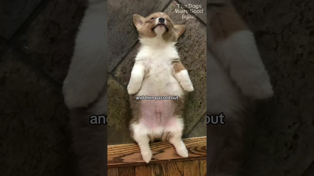 Meet Critical Role&rsquo;s Corgi Omar