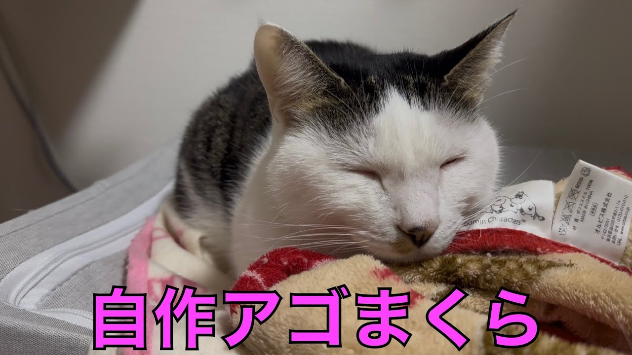 保護猫ナターシャの532日目：アゴまくらでうとうと