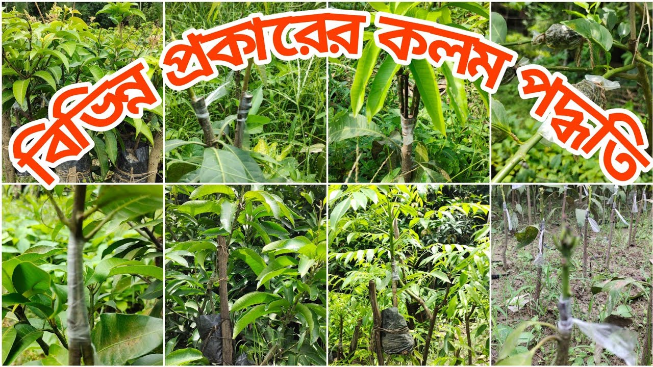 বিভিন্ন প্রকার কলম কিভাবে করা হয়। বাট কলম, জোড় কলম ও গুটি কলম। Different Process of Grafting।