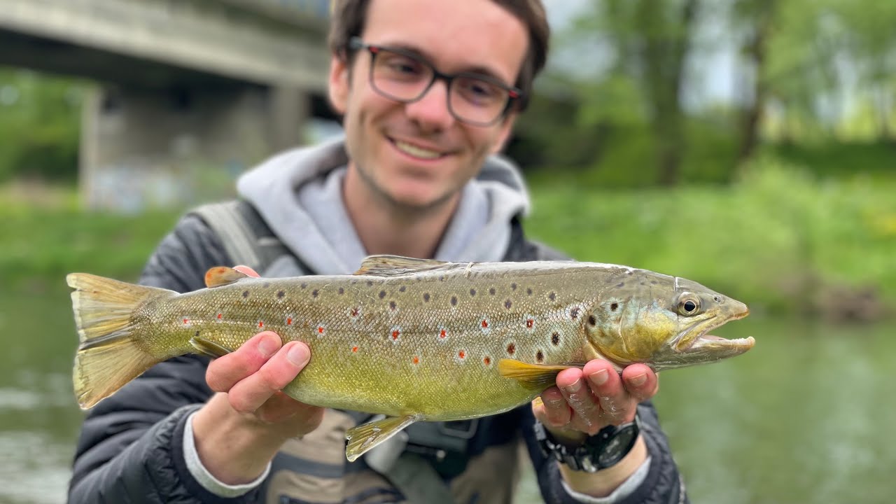 Wędkarstwo Muchowe / Pstrągi z rzeki Raby 43, 45 i 47 cm / Majowe Pstrągi