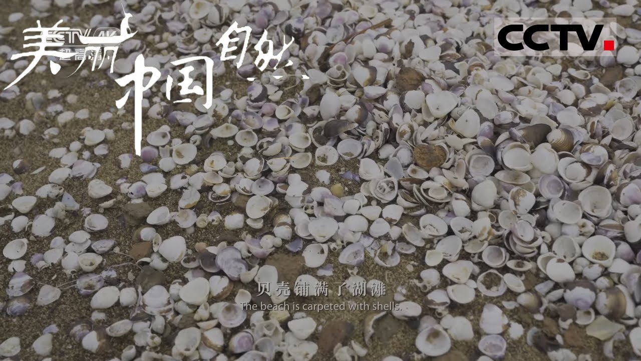 【ENG】冬季焕发新生的鄱阳湖 每年都要引起一场鸟类抢食大战！《美丽中国自然》江西鄱阳湖系列【CCTV纪录】