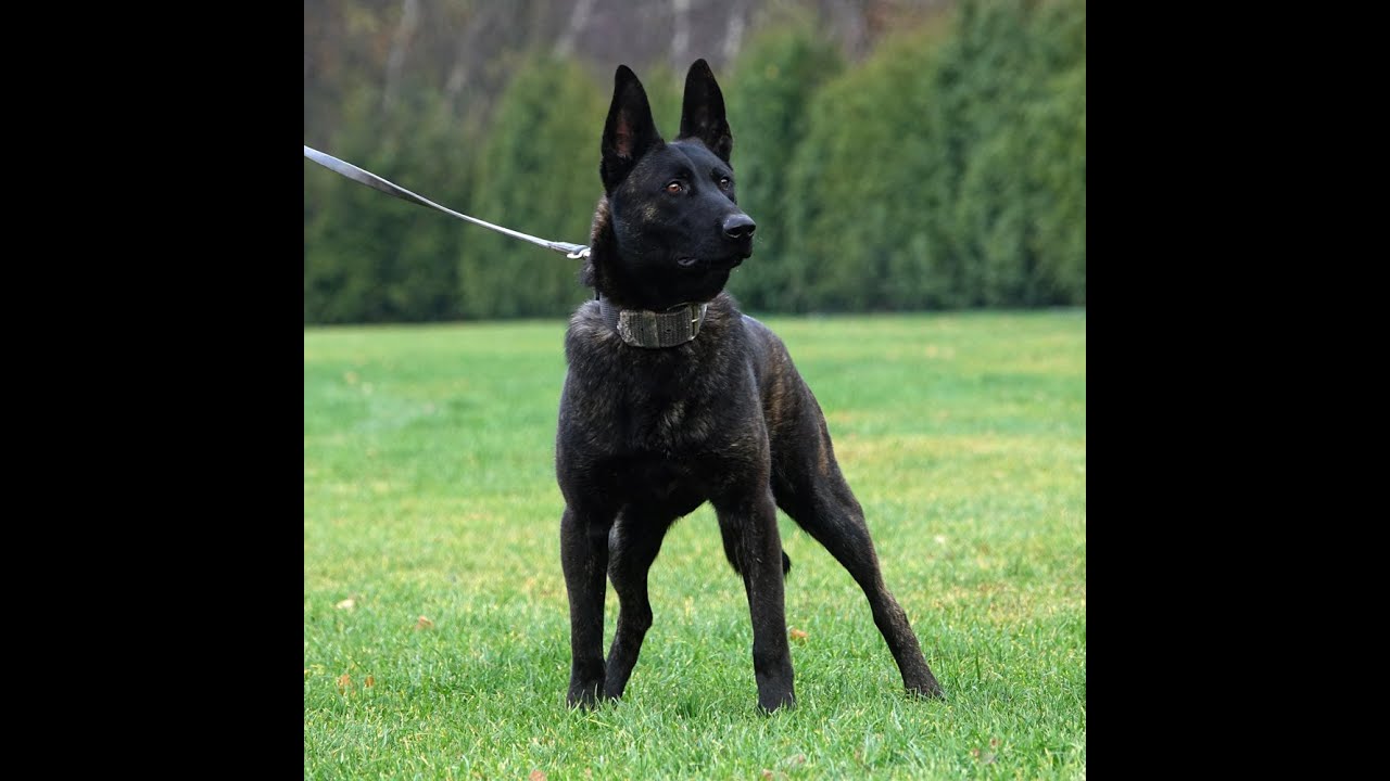 Limo   protection, obedience, detection