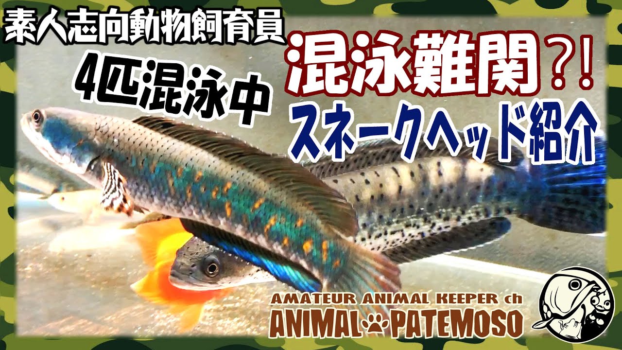 【混泳難関⁈】混泳中の4匹のスネークヘッドを紹介するよ【アクアリウム】【熱帯魚】