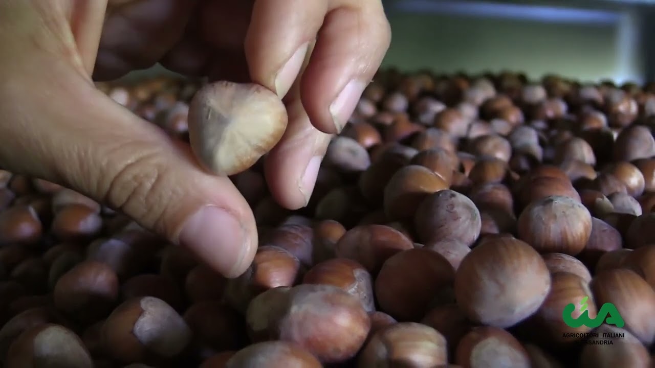 Nocciole: il punto della situazione dopo la raccolta 2023