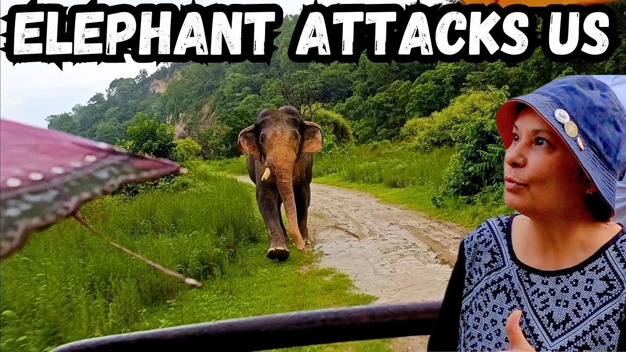 Jim Corbett Monsoon Jungle Safari | Elephant Attack | Jhirna Zone