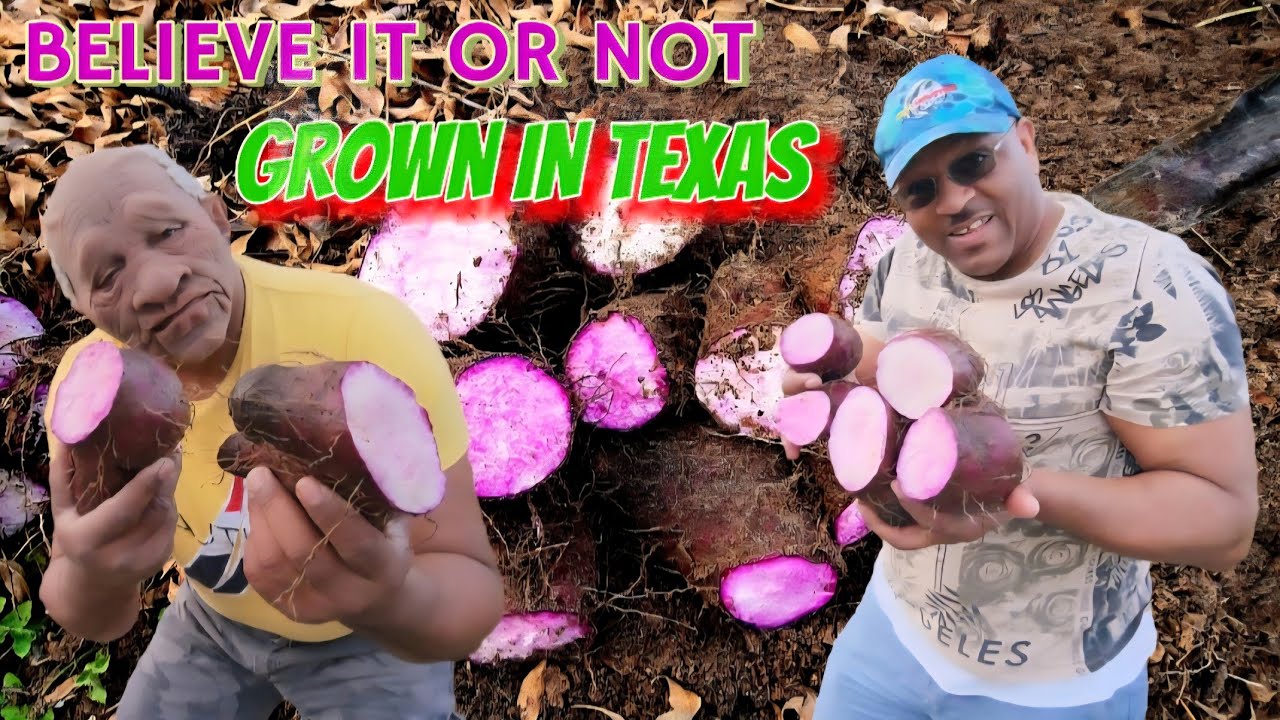 Reaping yams in Texas. Luther says hi to Fowl Wildlife 