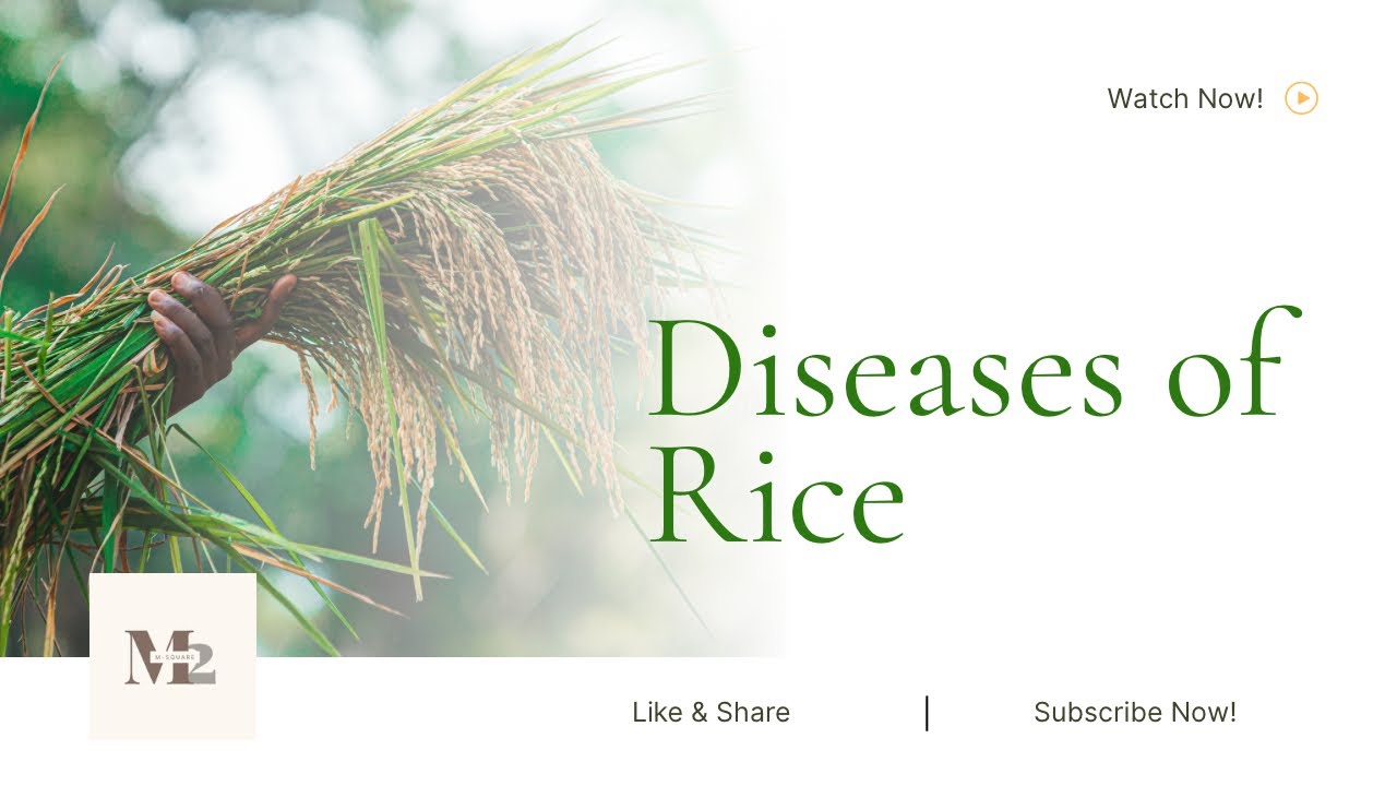 Diseases of rice || blast of rice || symptoms , disease cycle and management 