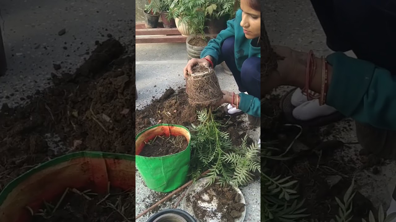 Ghar ke 🌿#Phoolon ki Reporting 🌸 Kaise Khilte Hain🌿 Itne Sundar Flowers##🌿