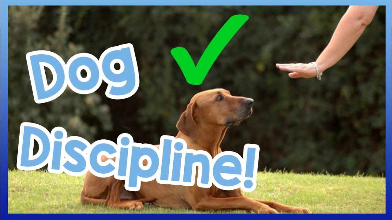 How to Correctly Tell a Dog Off! Dog Discipline VS. Punishment!