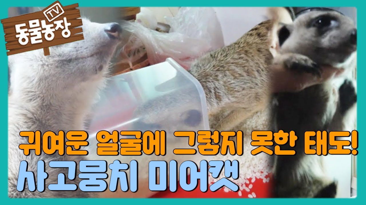 귀여운 얼굴에 그렇지 못한 태도! &lsquo;사고뭉치&rsquo; 미어캣 &lsquo;티몬이&rsquo; I TV동물농장 (Animal Farm) | SBS Story