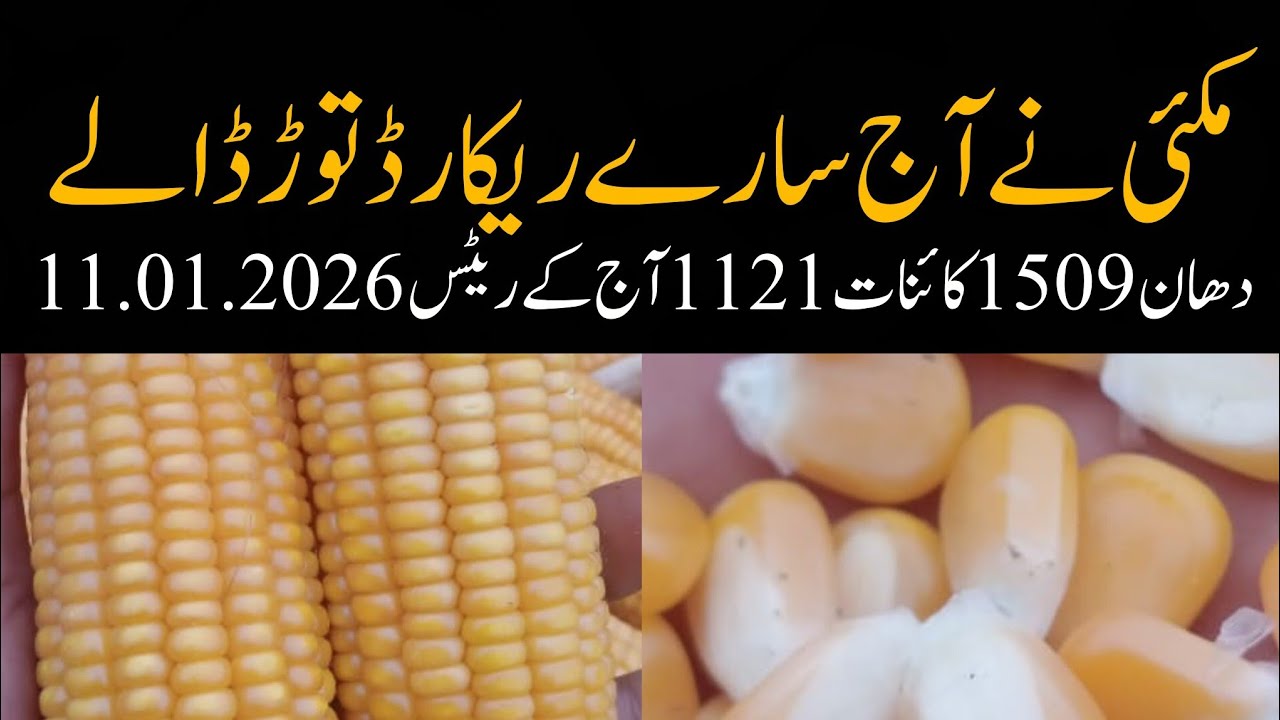 DHAN PRICE TODAY OKARA MANDI MAIZE RATE TODAY OKARA MANDI PUNJAB 11.01.2026