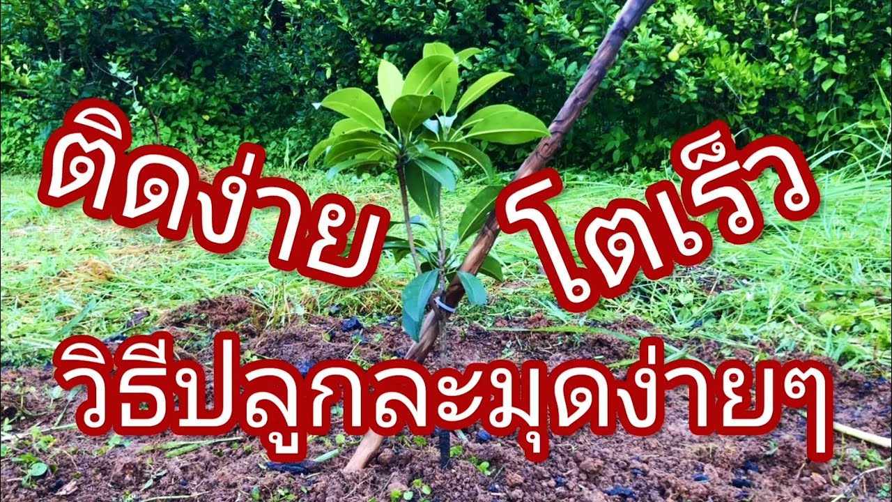 #วิธีปลูกละมุดแบบบ้านๆ แต่ติดง่ายโตเร็ว