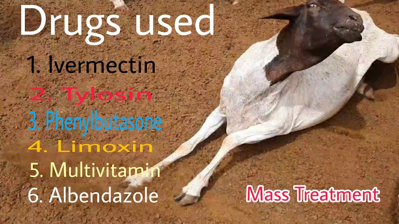 Mass treatment for sheep