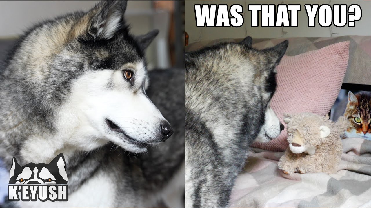 Husky Hears a CAT in The House And Tries to Find it!