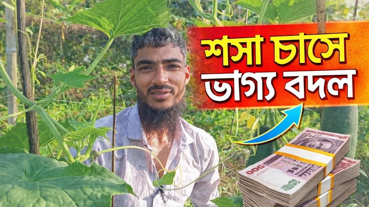শসা চাষে ভাগ্য বদল রুবেল খানের। 
