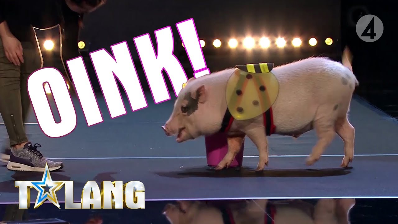 Minigrisen Roger är utklädd till ett bi och förvirrar juryn