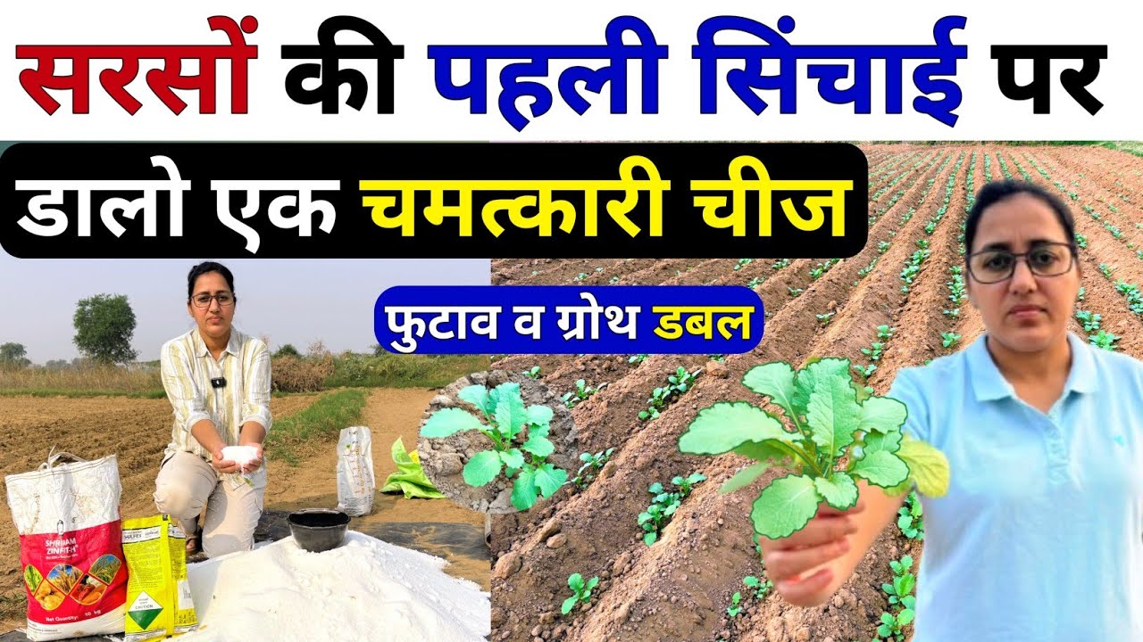 सरसों में पहले पानी पर कौनसा खाद दें | sarso me konsa khad dale | Sarso Me Pahla Pani Kab De | kheti