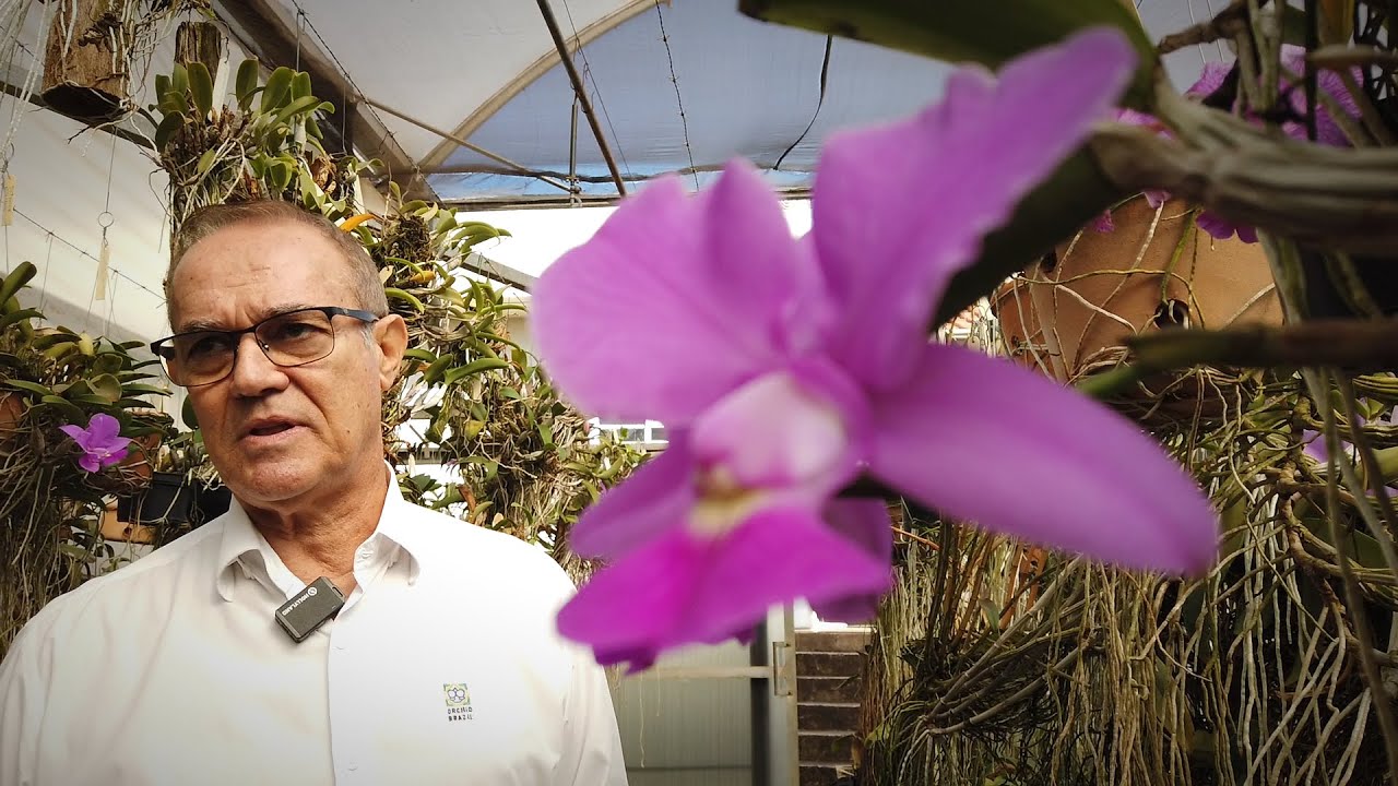 Orquidário em Orlândia (Orchid Brazil), Entrevista com Dr Alcides Cavasini Filho