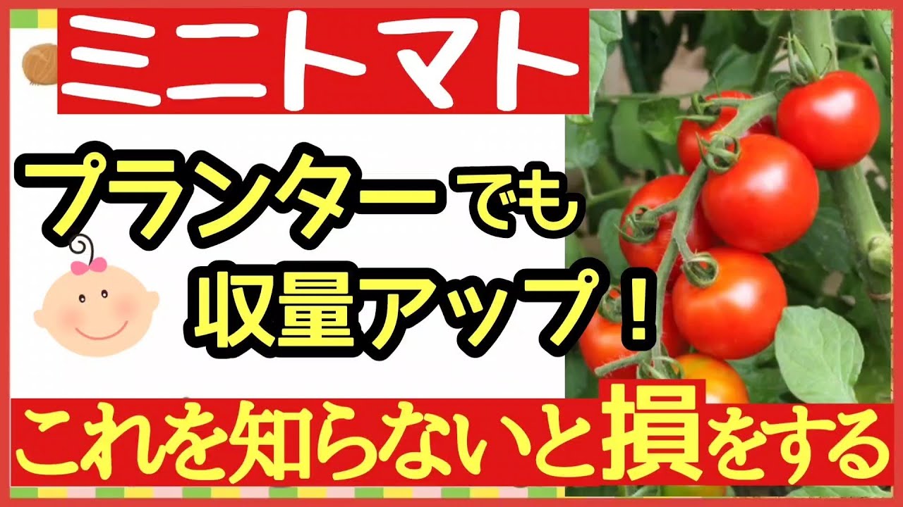 ミニトマトを何倍にもする！最強の鉢・プランター栽培【ミニトマトの育て方】