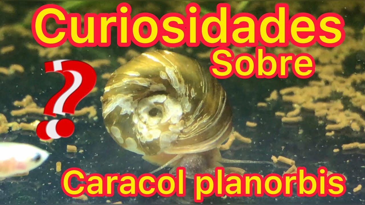 Como se reproducen los caracoles PLANORBIS 🐌