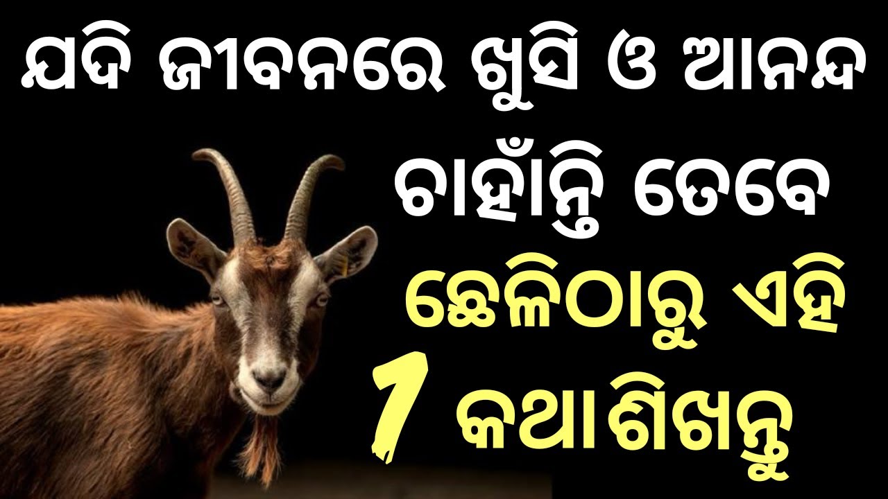 Learn This 1 Lesson from Goat # How To get Happiness in Life# Inspiration # Story #