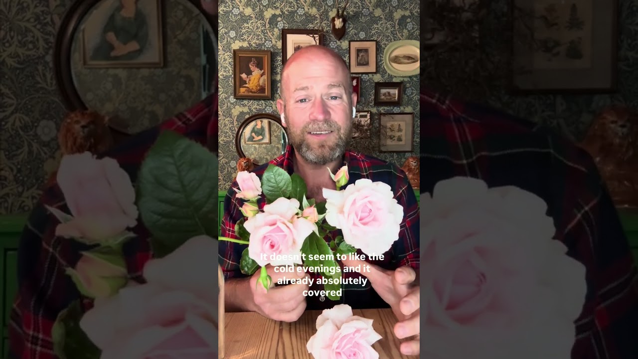 Personal growing review of rose ‘Constance Finn’ (Hareden)from #gardenerben 